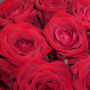 Röda rosor