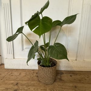 Monstera