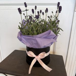 Lavendel hälsning