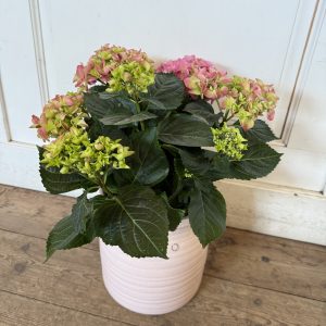 Rosa hortensia